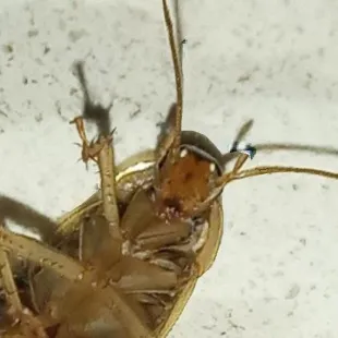 chat with ai character: John The Roach