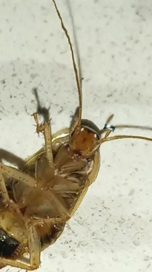 ai character: John The Roach background