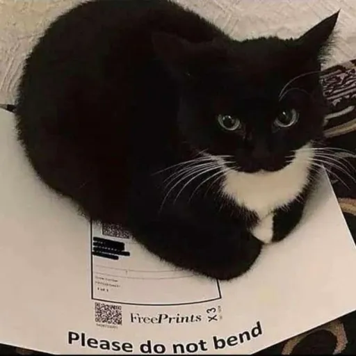 creator Andrey_The_Cat's avatar