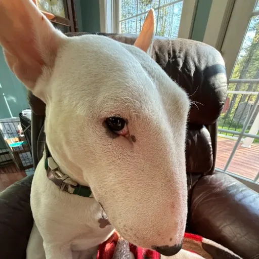 creator Nose y la queso's avatar