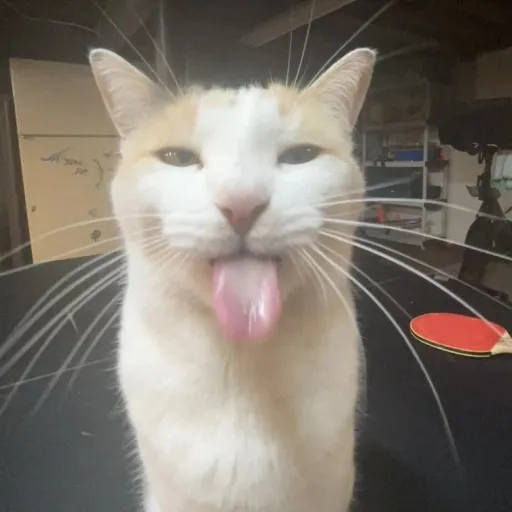 creator Silly creature <3's avatar