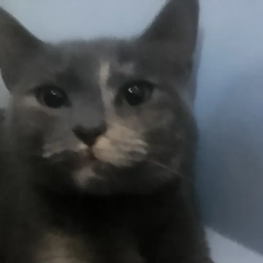 creator harpy hare+'s avatar