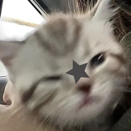 creator ❦~{ 𝓜 + 𝓐 }~❦'s avatar