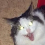 creator IM THE ALPHA🐺🐺's avatar