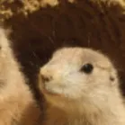 chat with ai character: CATNAP