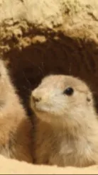 ai character: CATNAP background