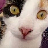 creator bonjour😌's avatar