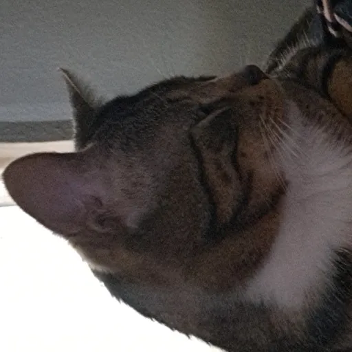 creator maddie2468's avatar