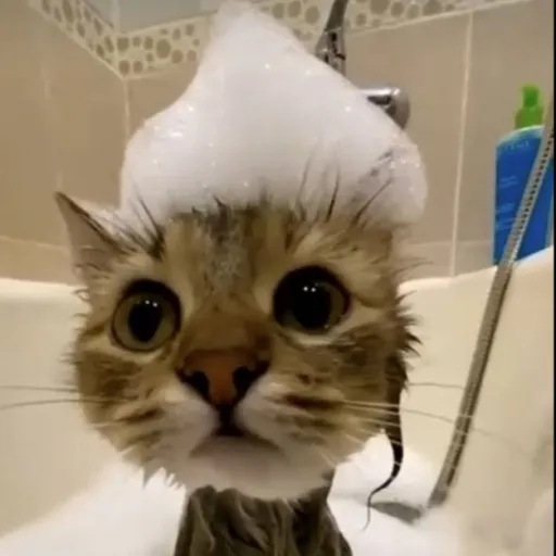 creator Noah lincoln's avatar