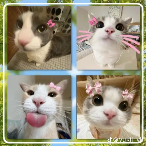 creator 𓇼🧉❀🐚𓆉︎ ࿔*:･ﾟ☾'s avatar