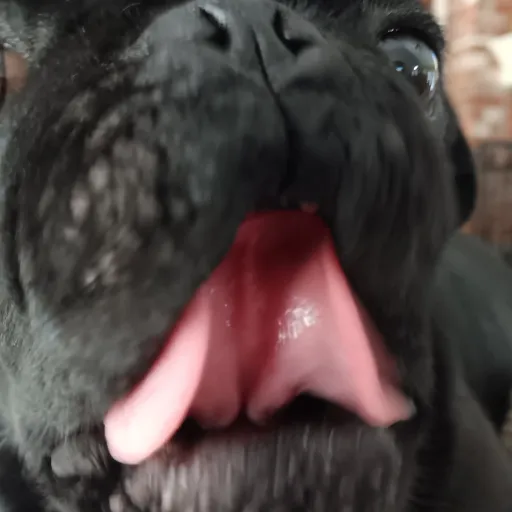 creator jaevol's avatar