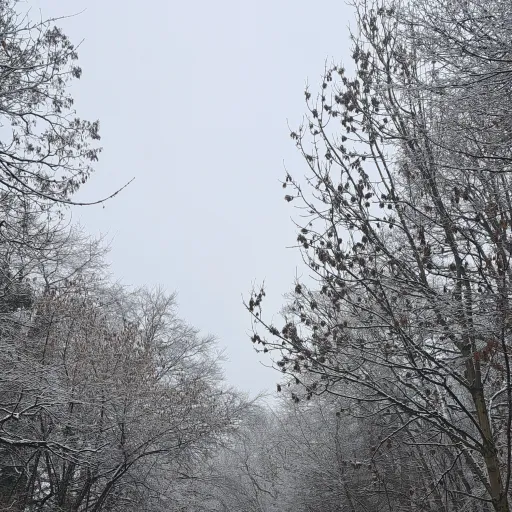 creator Talkie maus Lissy's avatar