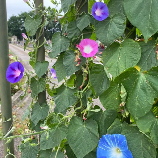 creator le normand's avatar