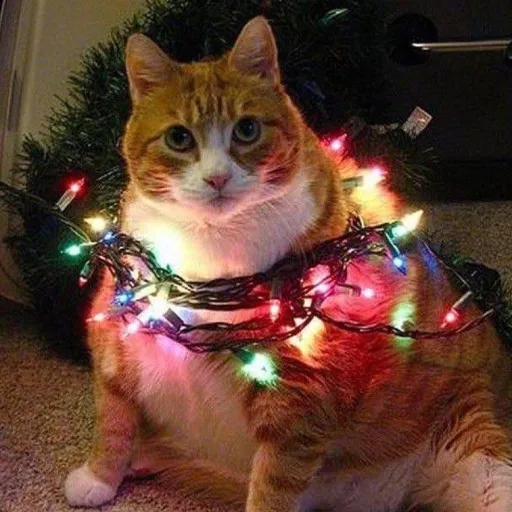 creator fluffy.cat's avatar