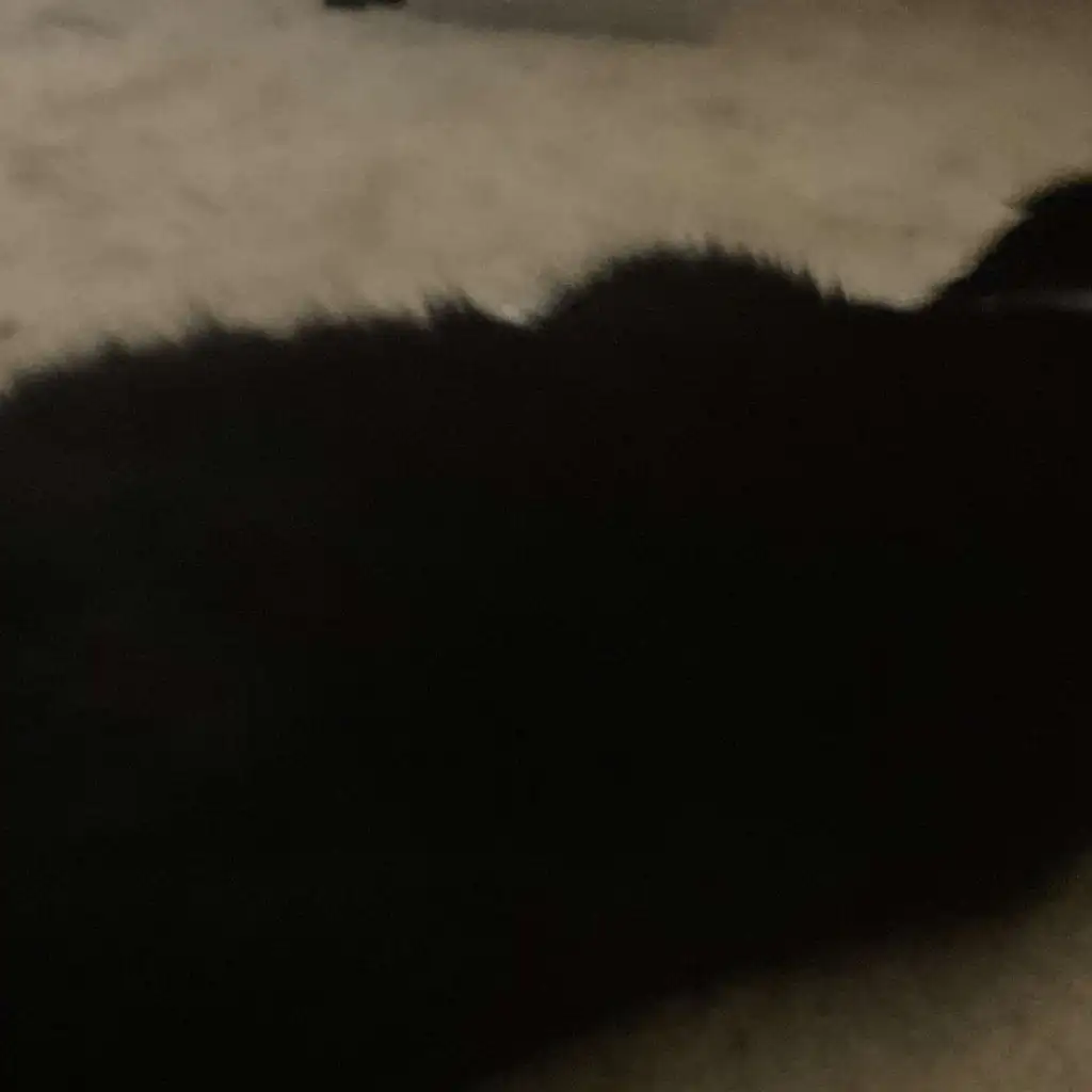 chat with ai character: Kid hungry furry