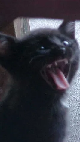 ai character: Bewitched background