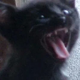 chat with ai character: Bewitched