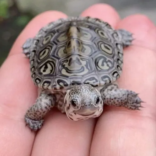 creator Muzan lovesme's avatar