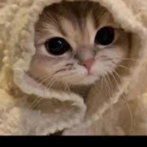 creator 🍫 Michi chiquito 🍫's avatar