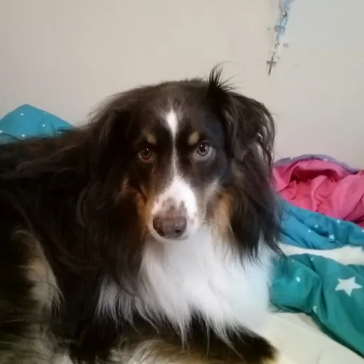 creator ash flamethrower's avatar