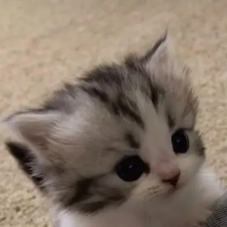 creator ~[𝚄𝚂𝙴𝚁𝙽𝙾𝚃𝙵𝙾𝚄𝙽𝙳]~'s avatar