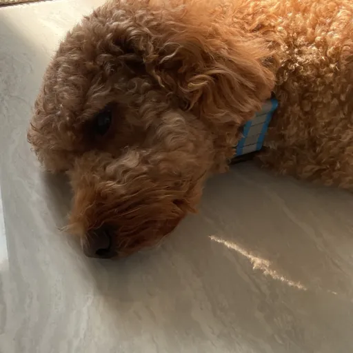 creator Talkior-Fantaser's avatar