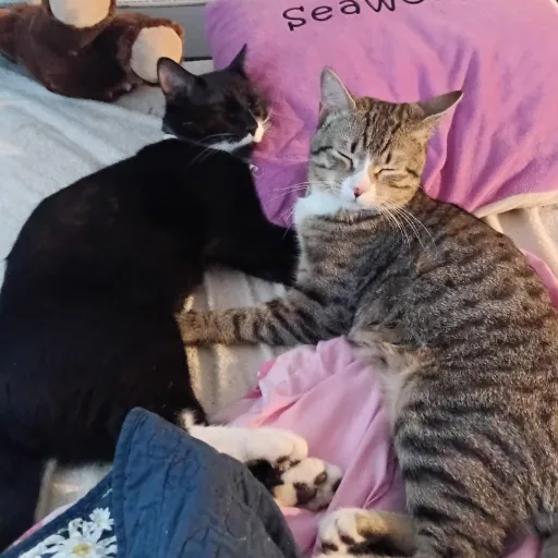 creator aracely Gonzales ♓'s avatar