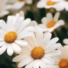 creator Alysson Salinas's avatar