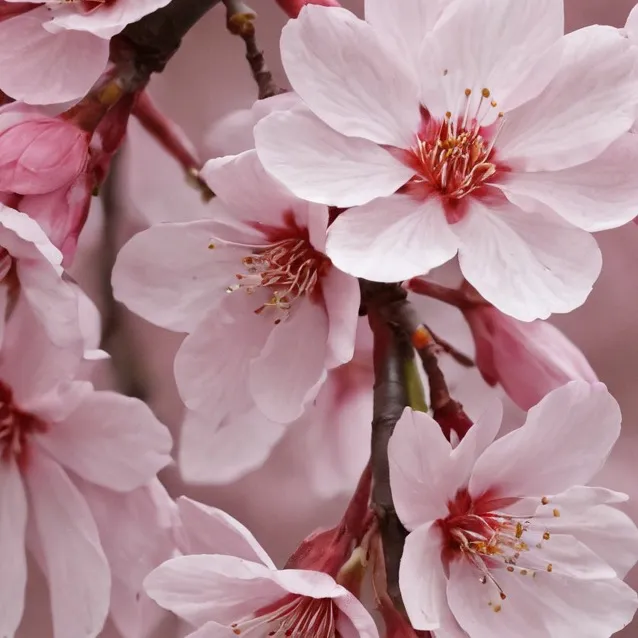 chat with ai character: Huntrix FR