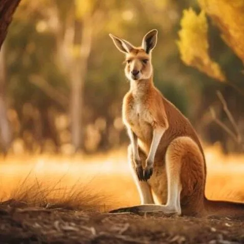 creator el deid's avatar