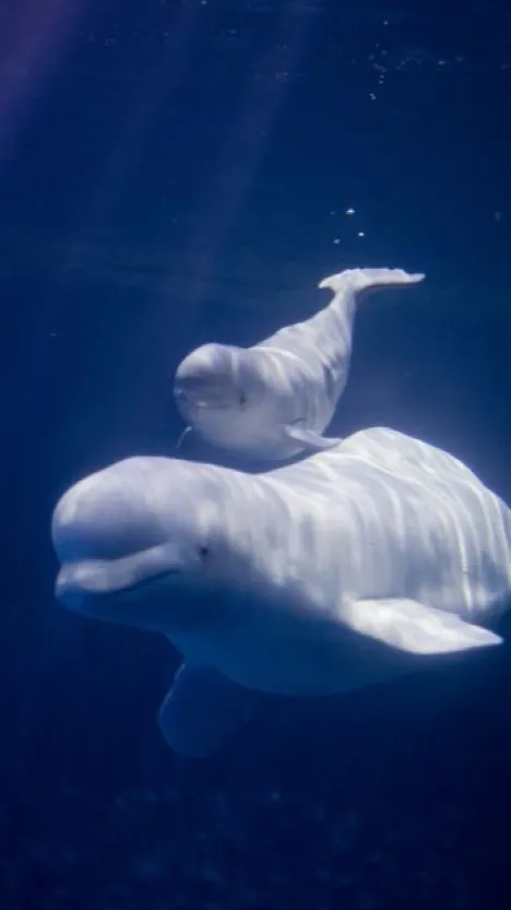 ai character: вєℓυցαѕ вυввℓєвαѕн background