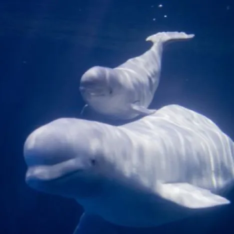 chat with ai character: вєℓυցαѕ вυввℓєвαѕн