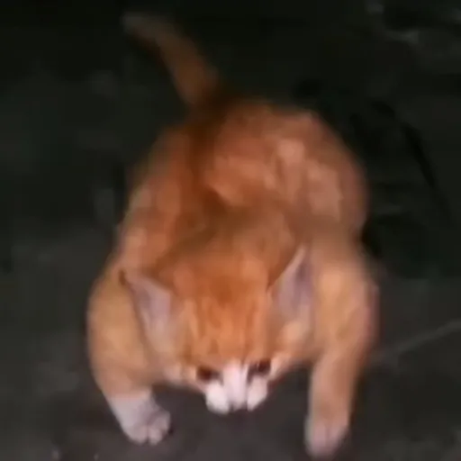 creator Matteocecci's avatar