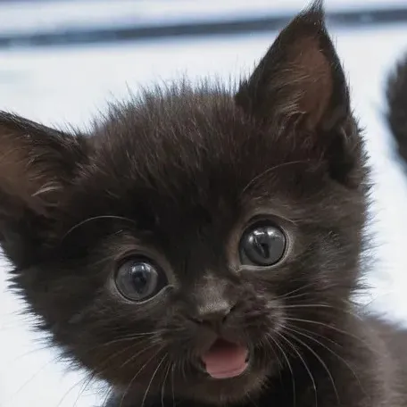 chat with ai character: kitten jumping