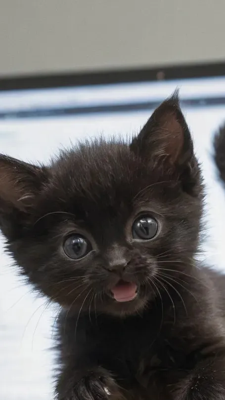 ai character: kitten jumping background