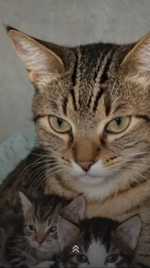 ai character: Mama Cat background