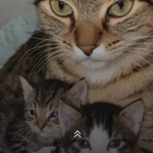 chat with ai character: Mama Cat