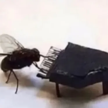 creator Veluno's avatar