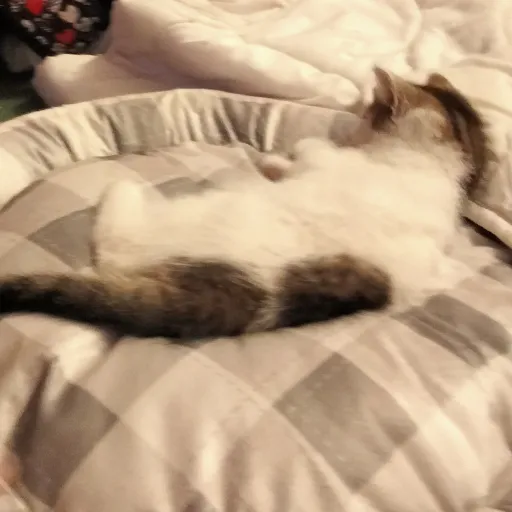 creator my cat raspberry's avatar