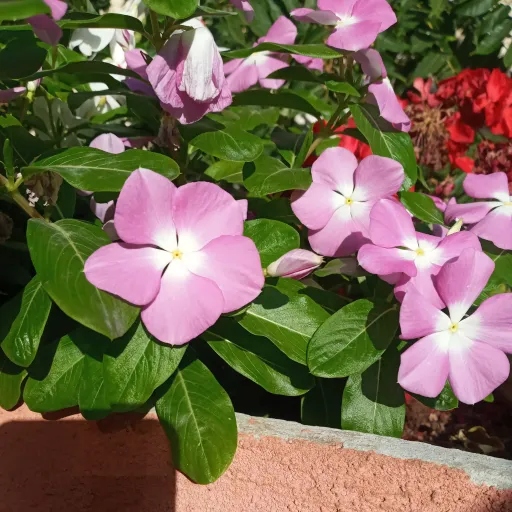 creator Talkior-3Lina's avatar