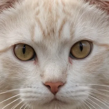 chat with ai character: Kitty 