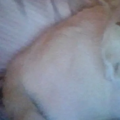 chat with ai character: luna