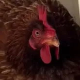 chat with ai character: chicken egg meme