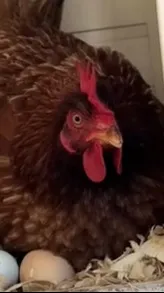 ai character: chicken egg meme background