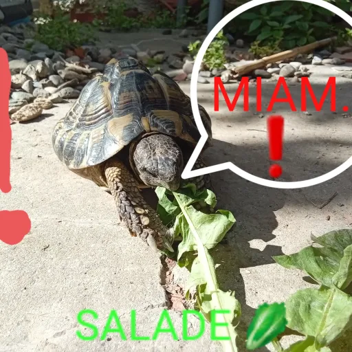 creator Nino la tortue's avatar