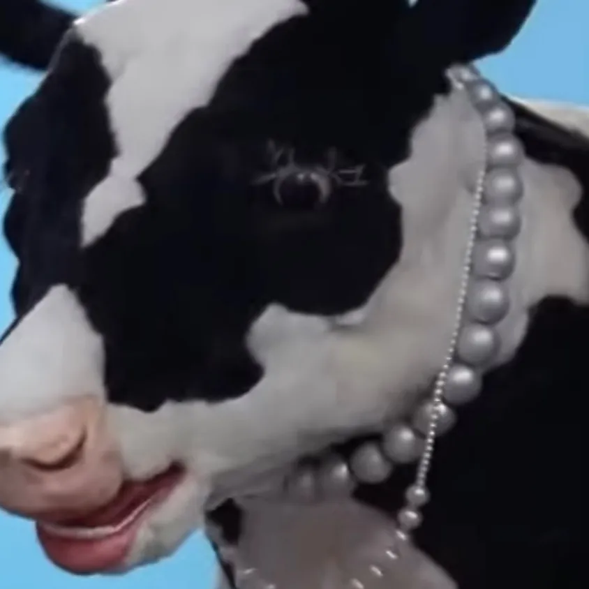 chat with ai character: Countess the cow