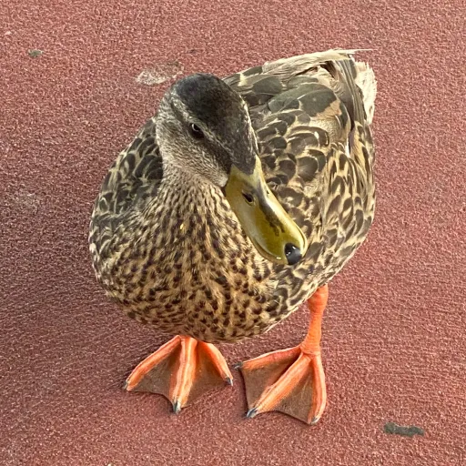 creator I found a duck's avatar