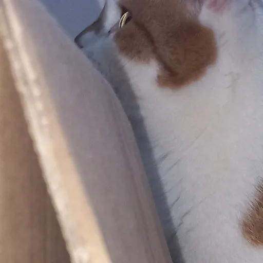 creator lariis's avatar