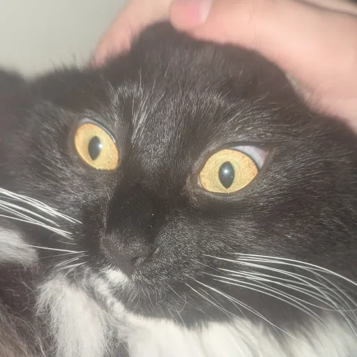 creator ·★†UrFavEvelyn†★·'s avatar