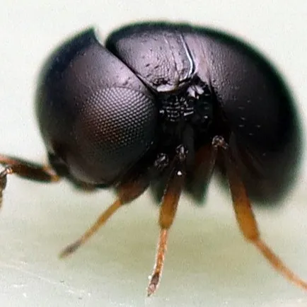 chat with ai character: a lil bug